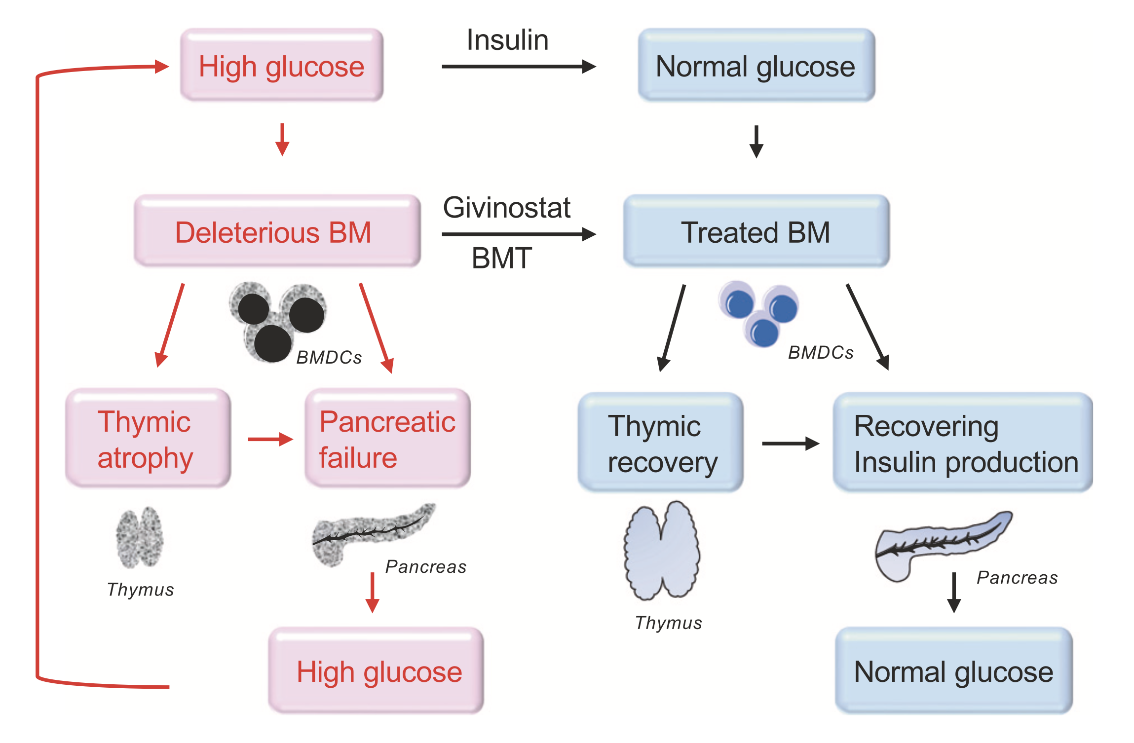Abnormal Bone Marrow-Derived Cells (BMDCs) That Inhibit β-Cell Regeneration