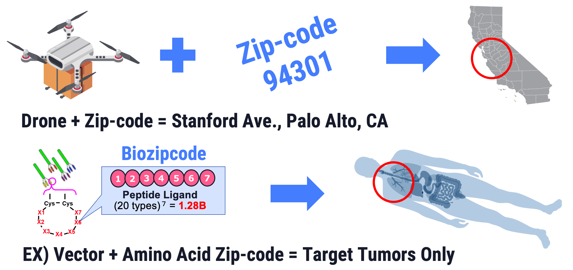 Biozipcode™: Targeted Drug Delivery System