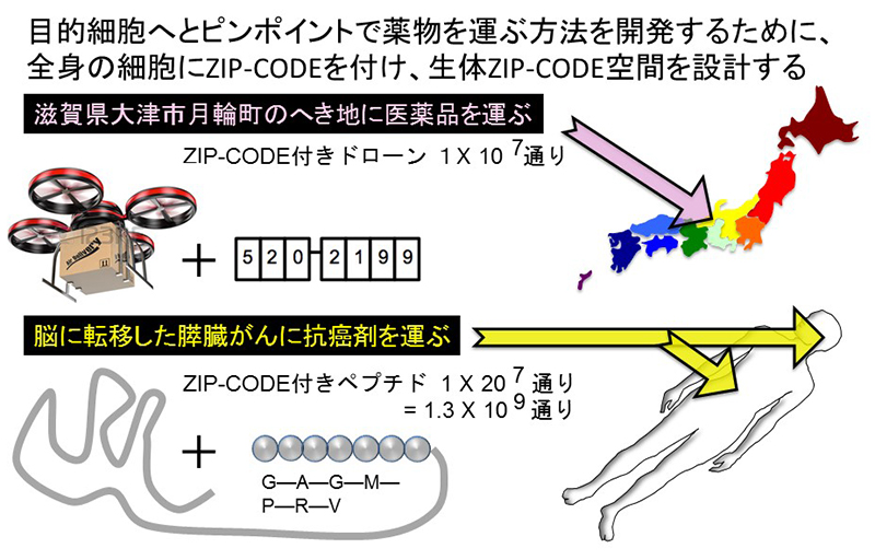Biozipcode™:標的型ドラッグデリバリーシステム